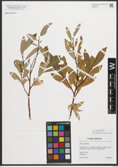 Foto von Salix phylicifolia L.